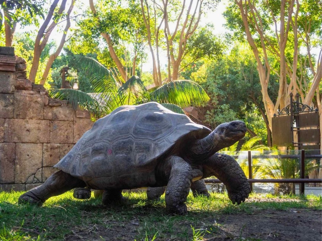 Tortuga gigante de Galápagos.