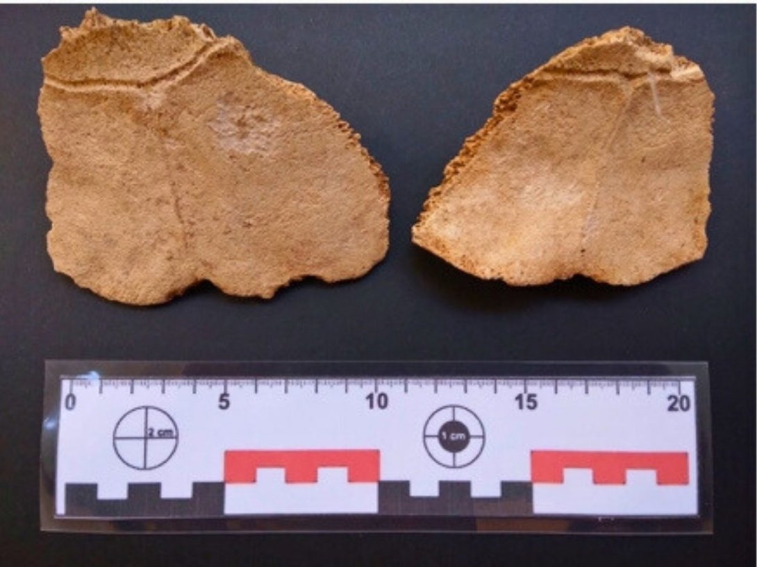 Fragmento de fósiles de la "Chelonoidis cubensis".