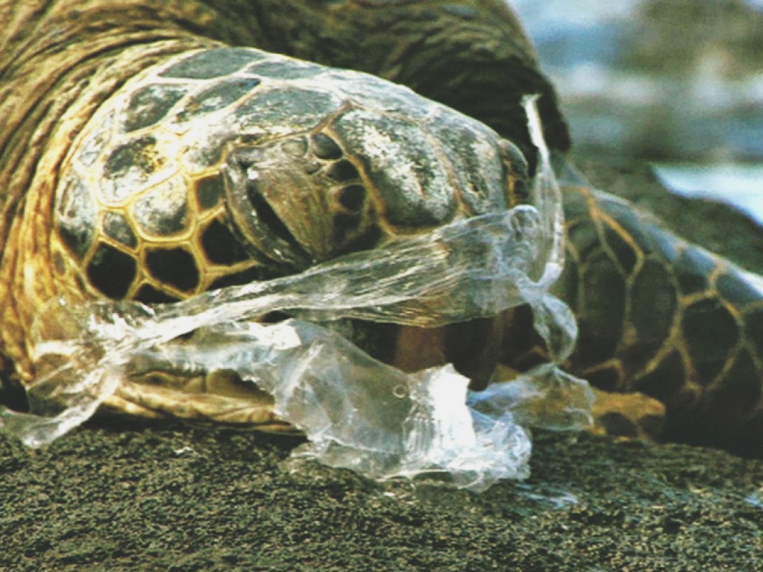 Tortuga marina asfixiada por ingerir plástico.