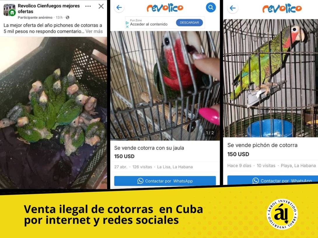 Tráfico de cotorras en Cuba por Internet y redes sociales.