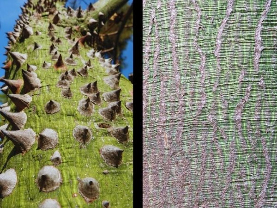 Detalle del tronco de la ceiba. A la izquierda con espinas cónicas y a la derecha con textura verde característica.