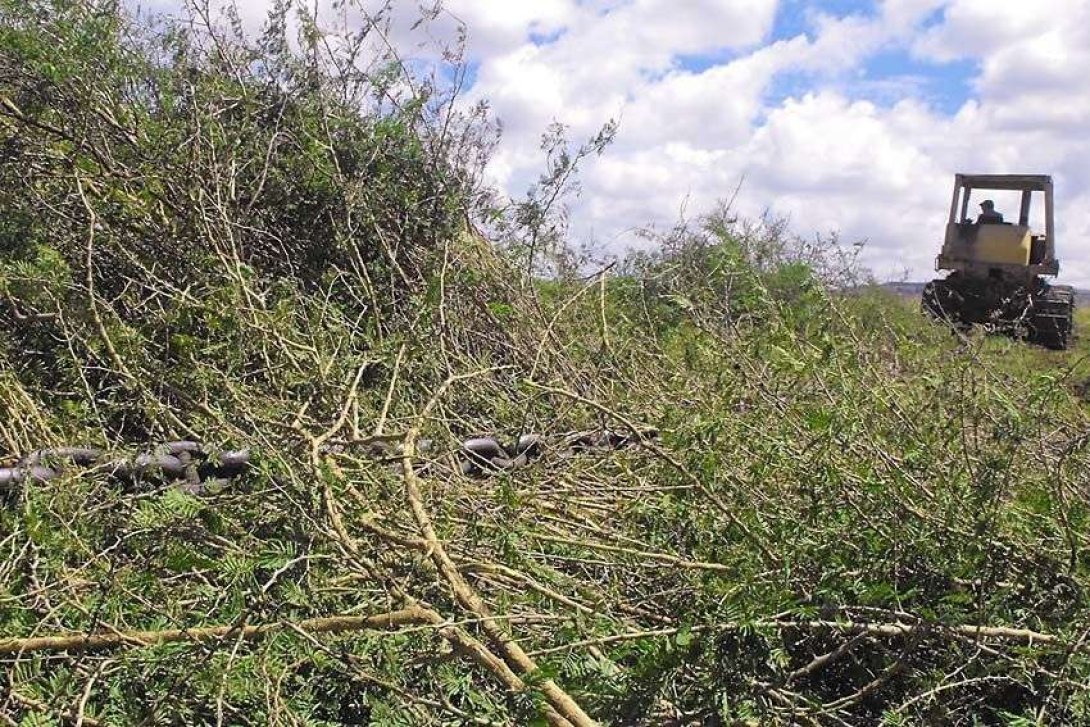 "Tumbando" marabú en los campos cubanos.