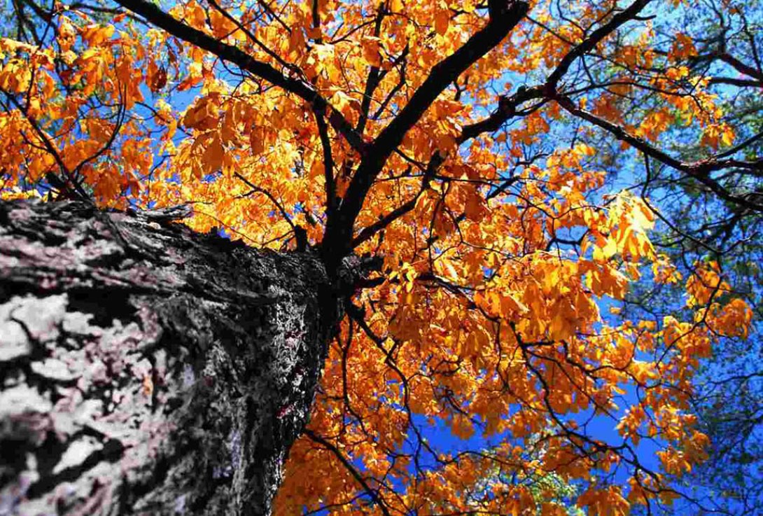 Un olmo en otoño. Foto: Dreamstime