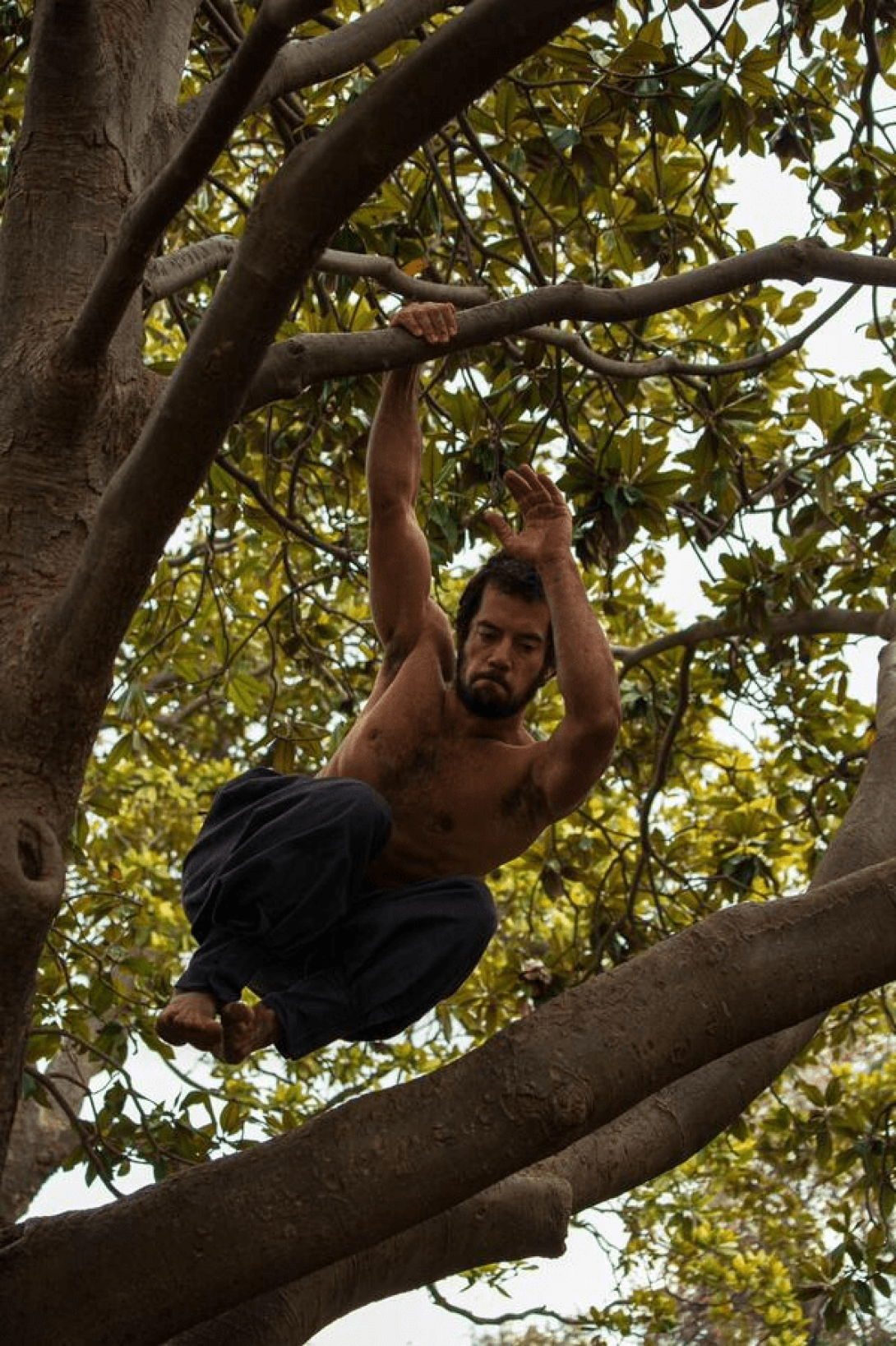 Hudden balanceándose en las ramas de un árbol.