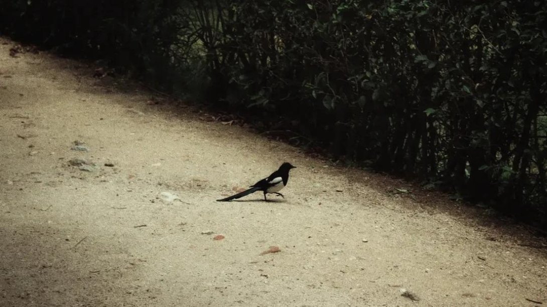 "El guardián del sendero" de Ray Nelson Pons Díaz. Fotografía. 32 x 32 cm.