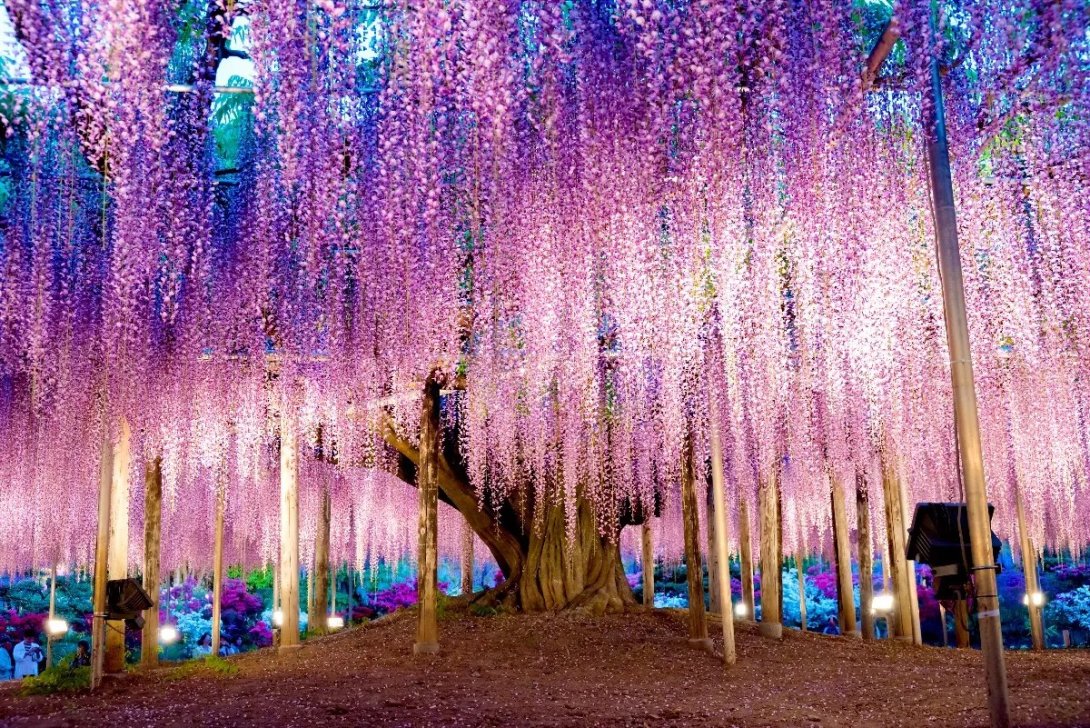 Wisteria.