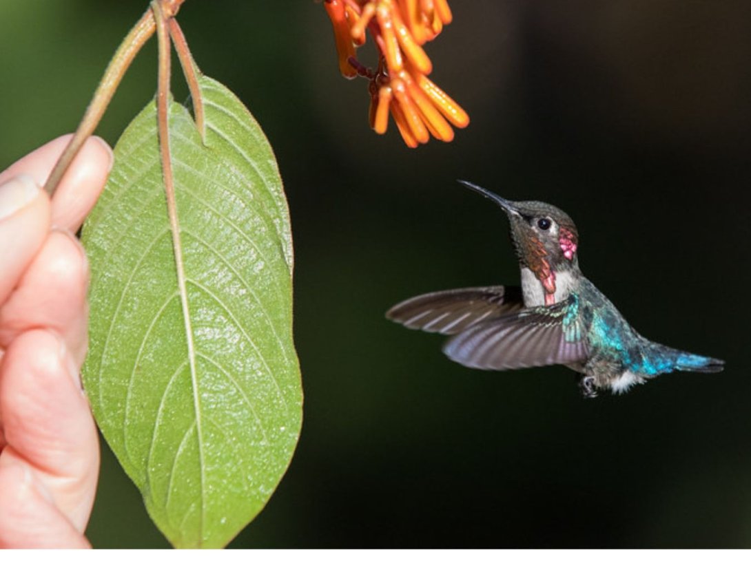 Zunzuncito cubano, colibrí cubano (Mellisuga helenae) libando una flor en la mano. 