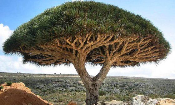 Árbol sangre de dragón.