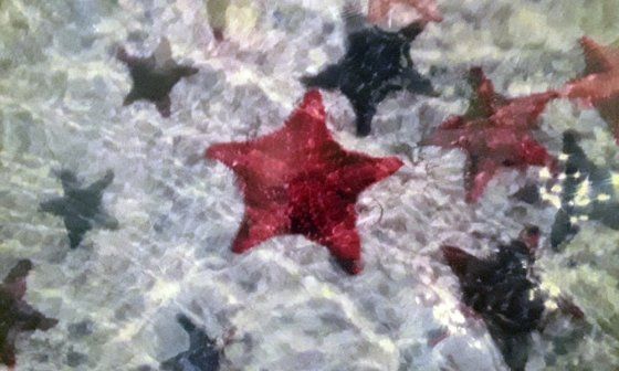 Estrellas de mar en una playa cerca de Trinidad