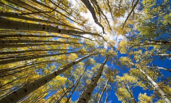Pando, el ser vivo más longevo de La Tierra.