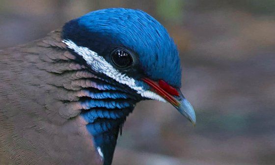 Perdiz de cabeza azul, especie endémica cubana.