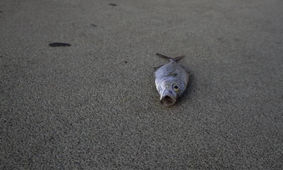 Un pez sobre el asfalto. Foto de Silvia Corbelle. 