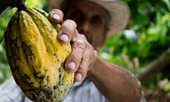 cocoa, man, colombia
