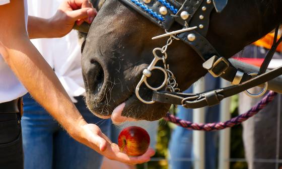 caballo comiendo manzana