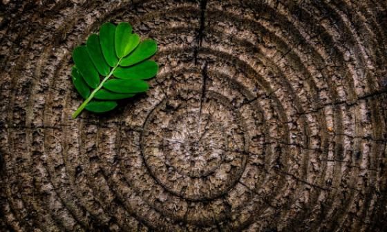 abstract, leaf, tree stump