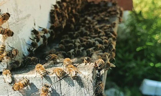 Abejas en una de las colmenas de Dairon Li.