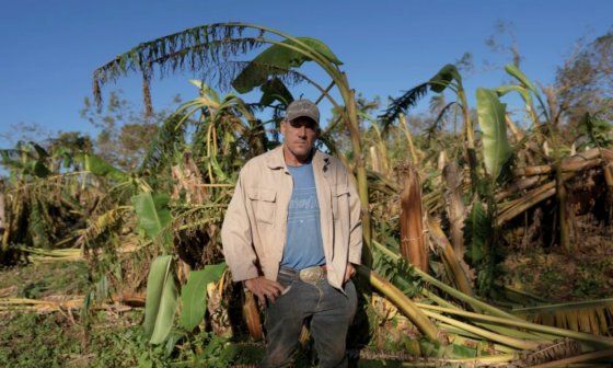 Campesino cubano y su plantación devastada en Caimito (Artemisa) tras el paso del huracán Rafael en 2024. Foto: Reuters.