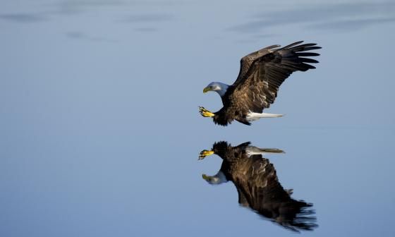 Águila desciende sobre su propio en el agua.