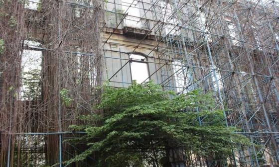 Árbol y Andamio. Foto: Francis Sánchez