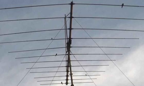 Antena con palomas posadas. Foto: Francis Sánchez