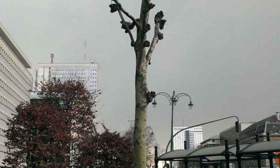 Árbol retoña. Foto: Francis Sánchez