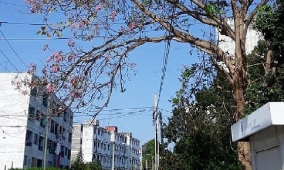 Cuba: arboles y tendido eléctrico