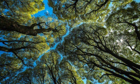 Bosque de clima templado.