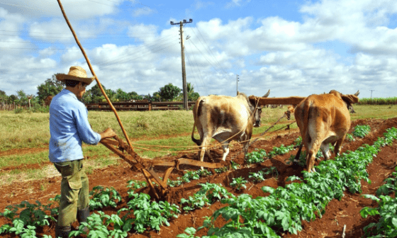Campesino arando el campo.