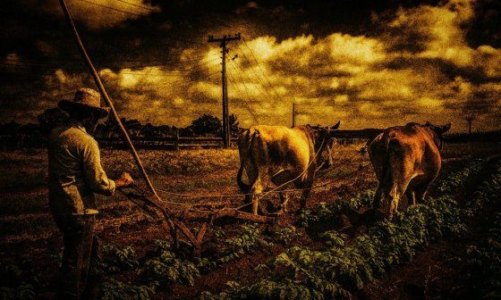 Campesino arando el campo.