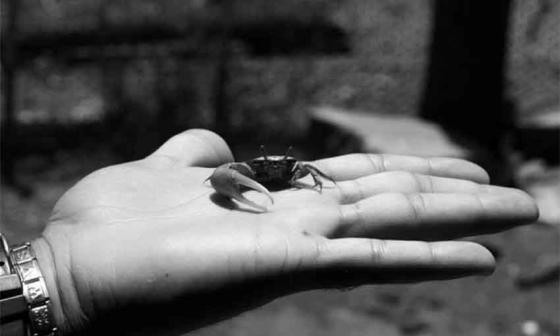 Cangrejo en la palma de la mano. Foto: Humberto del Río