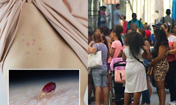 Las plagas de chinches son también una consecuencia del estado de insalubridad general en Cuba.