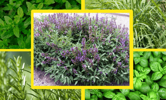 Collage de cinco plantas para ahuyentar a los mosquitos.