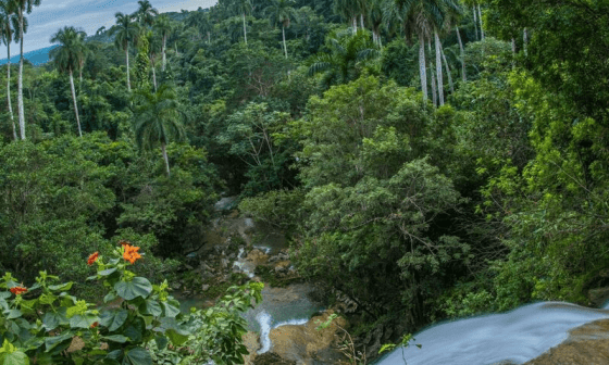 Bosque cubano: donde converge una biodiversidad única que junta al río, la flora y fauna...