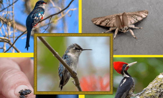 Collage de especies de la fauna cubana.