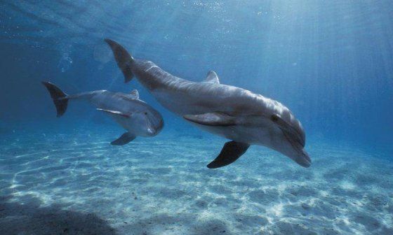 Delfines
