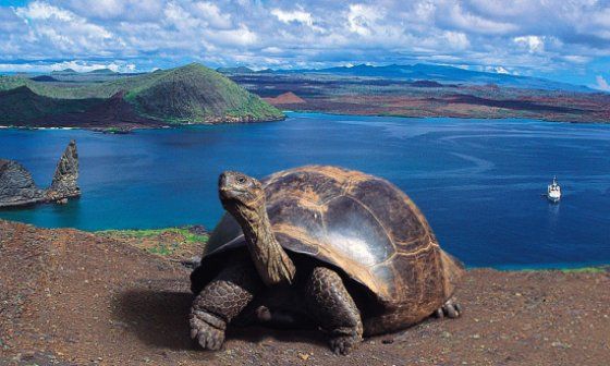 Tortuga gigante de las Islas Galápagos.