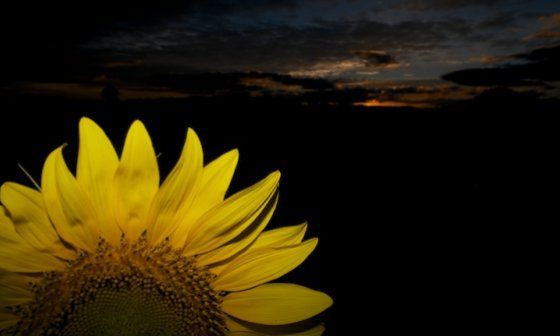 Girasol en la noche.