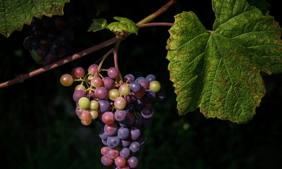 Uvas.