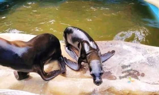 Dos leones marinos
