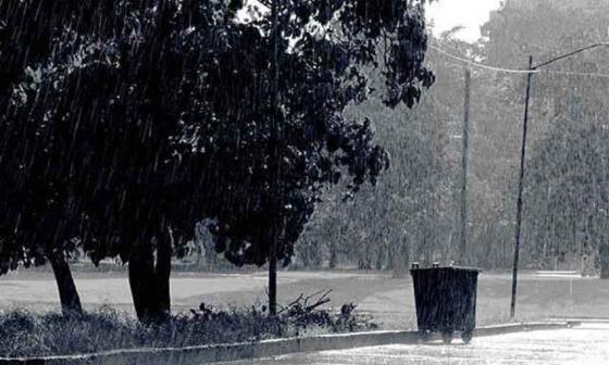 Árboles bajo la lluvia