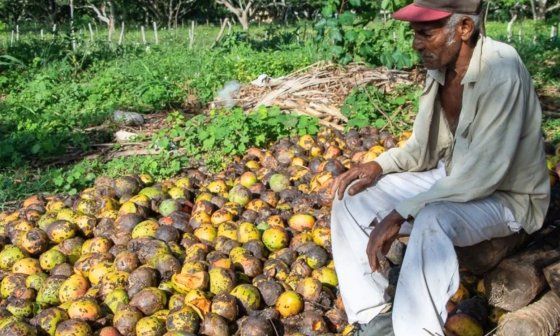 Campesino cubano observa su cosecha de mangos mientras se pudre. Foto: Periódico "Adelante".