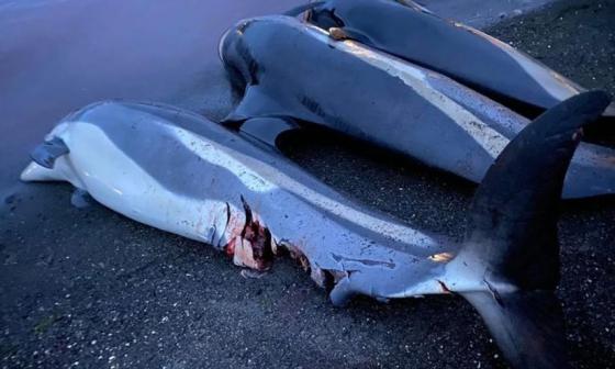 La matanza ha superado en lo que va de año la cifra de 1400 delfines.