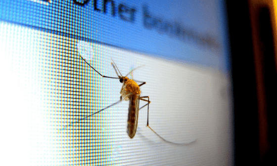 Mosquito en una computadora.