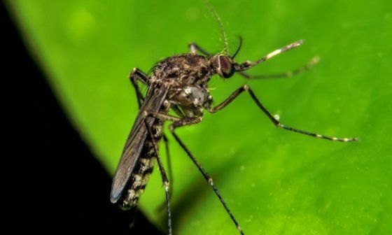 Vector del género Culicidae, transmisor de la Fiebre Oropouche.
