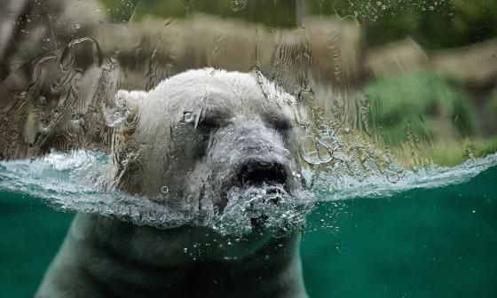 Oso polar sumergido hasta la nariz.