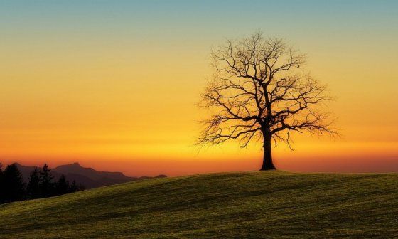 Árbol sin hojas en un paisaje de otoño al atardecer.