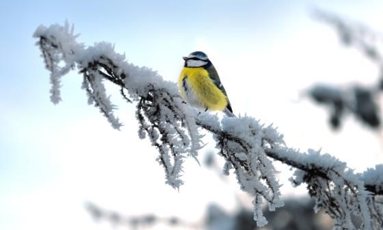 Pájaro pequeño en rama con cristales de nieve. Invierno.