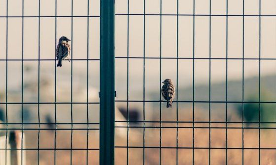 Pájaros posado en una reja.