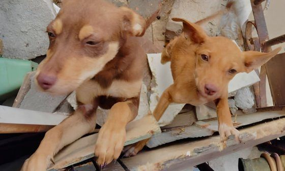 Cachorros rescatados por Bienestar Animal Cuba (BAC) en La Habana de un balcón en el que permanecían encerrados en condiciones peligrosas para sus vidas (marzo de 2026). Foto tomada del perfil de Facebook de BAC. 