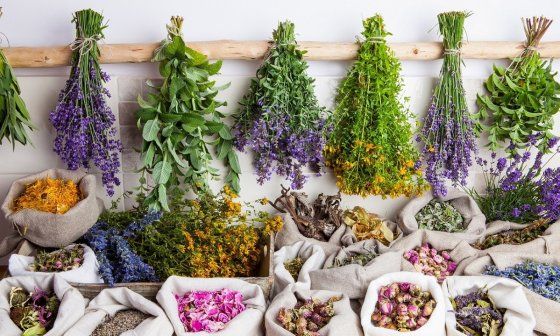 Plantas medicinales.